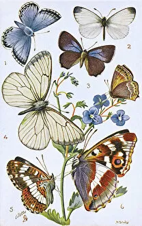 Chalk Collection: British Butterflies - Various