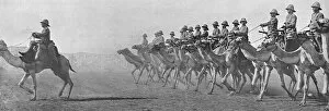 Desert Collection: British Camel Corps in the Sudan, 1916