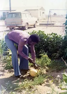 Swings Prints: British Caribbean man cutting fruit in Oman