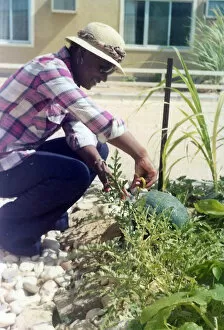 Images Dated 25th July 2016: British Caribbean woman trimming plants in Oman