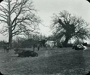 Cows Gallery: British Country Scene - Cattle in the field