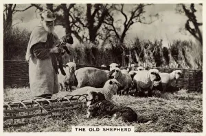 Images Dated 24th March 2016: British Countryside - A 75 year-old Shepherd at Crondall