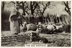 1938 Prints: British Countryside - A 75 year-old Shepherd at Crondall