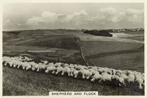 Nov15 Gallery: British Countryside - A Shepherd and his flock of sheep