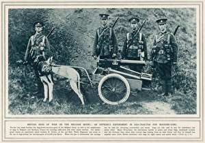 Belgian Dogs Pull Guns