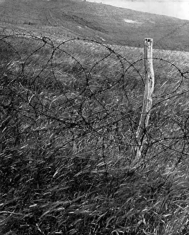 Defended Prints: British field of corn defended by barbed wire - WW2