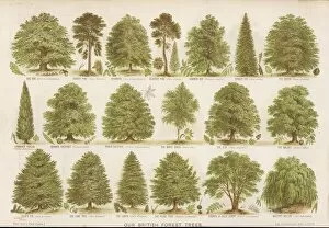 1885 Collection: British Forest Trees