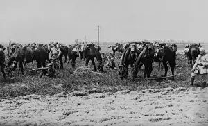 Graze Prints: British and French cavalry with horses, Western Front, WW1