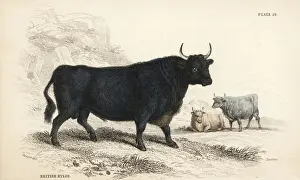 Naturalists Prints: British Kyloe or Highland cattle, Bos (primigenius) taurus