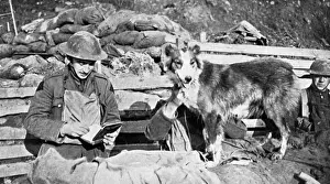 Messengers Prints: British messenger dog, WW1