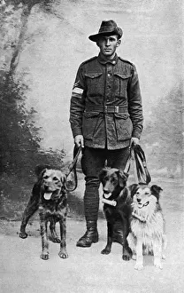Messengers Prints: British messenger dogs, WW1