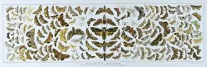 1896 Collection: British Moths