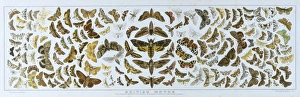 Import Gallery: British Moths