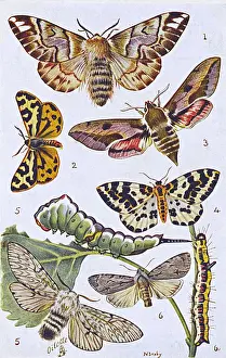 Hawk Prints: British Moths and Caterpillars - Various