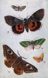 Moths Gallery: British Moths - Forester, Red Underwing, Scarce Green