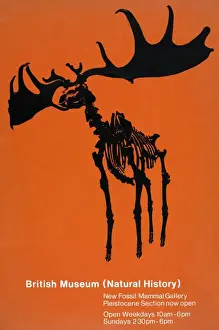 Artiodactyl Prints: British Museum (Natural History) New Fossil Mammal Gallery P