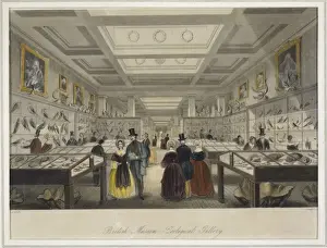 Visitor Prints: The British Museums Zoological Gallery