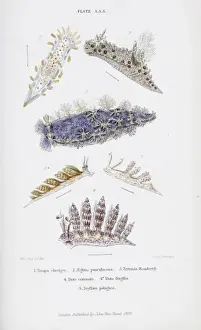 Hanley Prints: British Nudibranch Molluscs, Plate aA