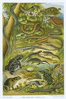 Reptiles Gallery: The British Reptiles