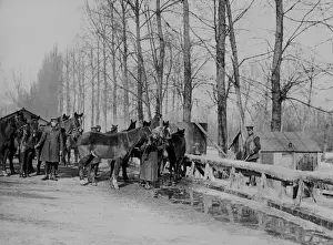 British soldiers with horses, Western Front, WW1