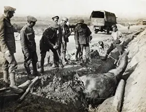 Flanders Prints: British soldiers rescuing horse from ditch, Flanders, WW1