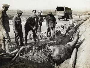 Bursting Gallery: British soldiers rescuing horse from ditch, Flanders, WW1