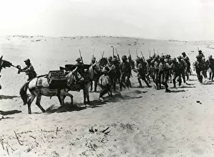 Images Dated 7th October 2011: British troops with mules at Arsuf, Middle East, WW1