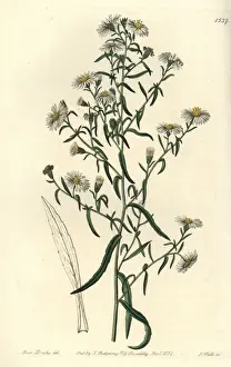 Brittle aster, Aster fragilis