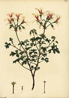 Henry Andrews Prints: Brittle-stalked geranium, Geranium fragile