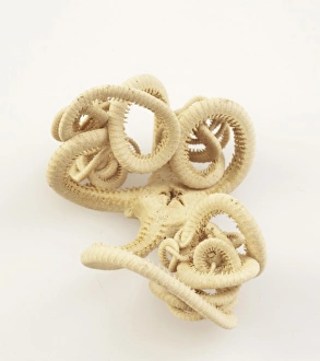 Scott Expedition Gallery: Brittle star, Astrotoma agassizii