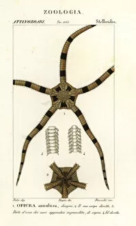 Viridis Collection: Brittle star echinoderm, Ophiomastix annulosa