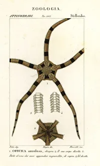 Echinoderm Prints: Brittle star echinoderm, Ophiomastix annulosa