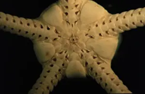 Echinodermata Prints: Brittlestar