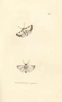 Brixton Prints: Brixton Beauty, Acontia nitidula