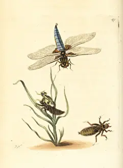 Darter Prints: Broad-bodied chaser or darter, Libellula depressa