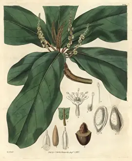 Almond Prints: Broad downy-leaved terminalia or tropical almond tree