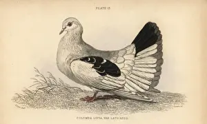 Edwardlear Prints: Broad or fan-tailed shaker, Columba tremula