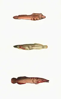 Sucker Prints: Broad-Finned, Tail-Spotted, and One-Spotted Goby