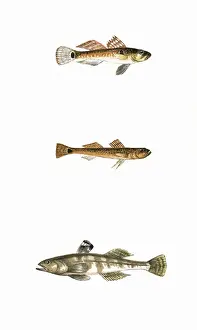 Markings Prints: Broad-Finned, Tail-Spotted, and One-Spotted Goby