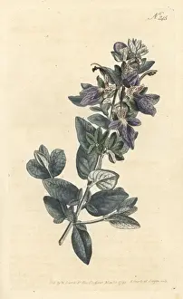 Sansom Prints: Broad-leav d shrubby germander, Teucrium fruticans
