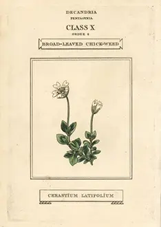 Broad-leaved chickweed, Cerastium latifolium