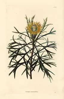 Broad-leaved drumsticks, Isopogon anemonifolius