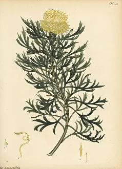 Henry Andrews Prints: Broad-leaved drumsticks, Isopogon anemonifolius