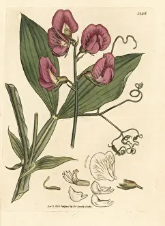 Everlasting Prints: Broad-leaved everlasting sweetpea, Lathyrus latifolius