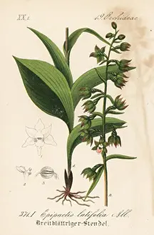 Broad-leaved helleborine, Epipactis helleborine
