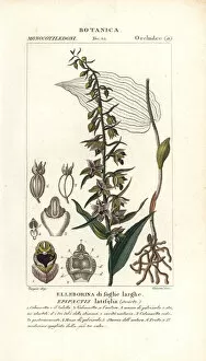 Broad-leaved helleborine orchid, Epipactis helleborine