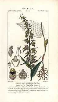 Francois Prints: Broad-leaved helleborine orchid, Epipactis helleborine