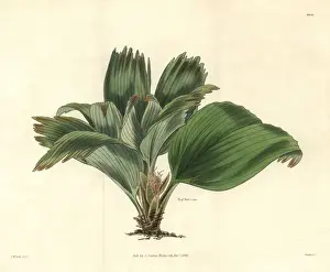 Broad-leaved ludovia, Ludovia latifolia or