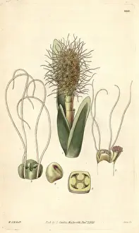 Latifolia Prints: Broad-leaved ludovia, Ludovia latifolia or