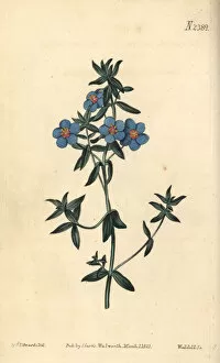 Anagallis Collection: Broad-leaved pimpernel, Anagallis latifolia